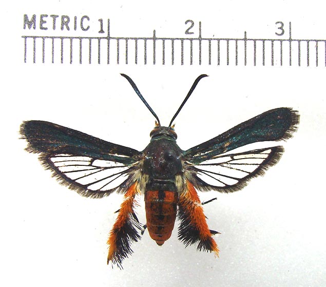 Squash Vine Borer Moth Melittia cucurbitae